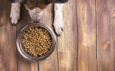 Please Switch Your Dog to a Non-Grain-Free Diet