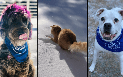 Prep for Everything This Winter: How to Protect Your Pets During Austin Cold Fronts
