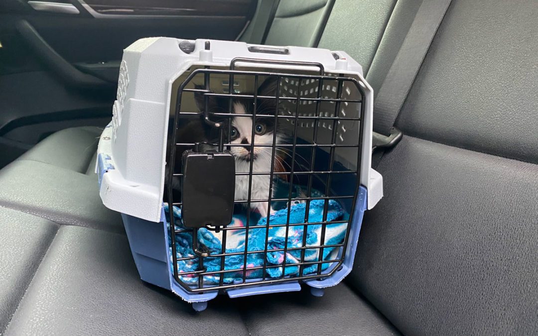 keep your cat safe on car rides