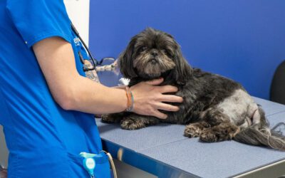 Pet Allergies Happen All Year Long  Know the triggers to prevent suffering