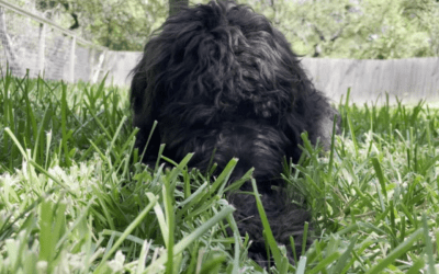 Why do dogs consume grass?  7 reasons dogs eat your landscaping