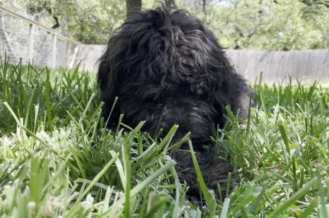 Image showcasing Why Do Dogs Consume Grass? | Firehouse Cedar Park