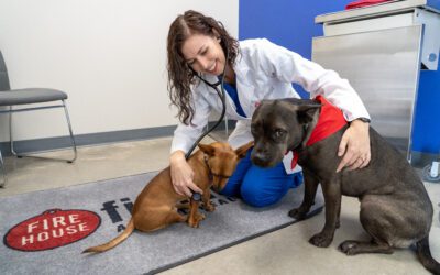 How You Can Help Your Pet with Diabetes  With proper care, animals can live a happy, healthy life