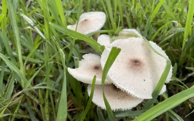 Protect Your Pets from Toxic Mushrooms  They sprout up fast after it rains. Tips to keep your dogs and outdoor cats safe.