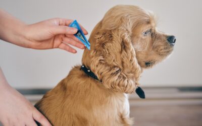 Heartworm Disease in Cats & Dogs is Preventable  Monthly prevention stops a dangerous disease before it starts