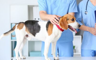 Keep Your Cats & Dogs Safe When Extreme Weather Hits  A pet family’s guide for floods, fire and more