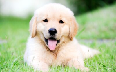 Prevention Is Key: Keep Your Dog Safe from Parvo  Avoid costly, life-saving treatment with preventive vaccines