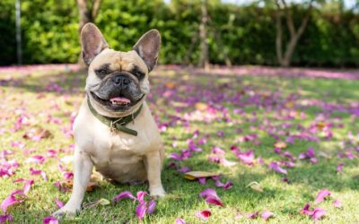 Blue-Green Algae is Deadly for Dogs  Prevent contact between your dog and harmful algae blooms