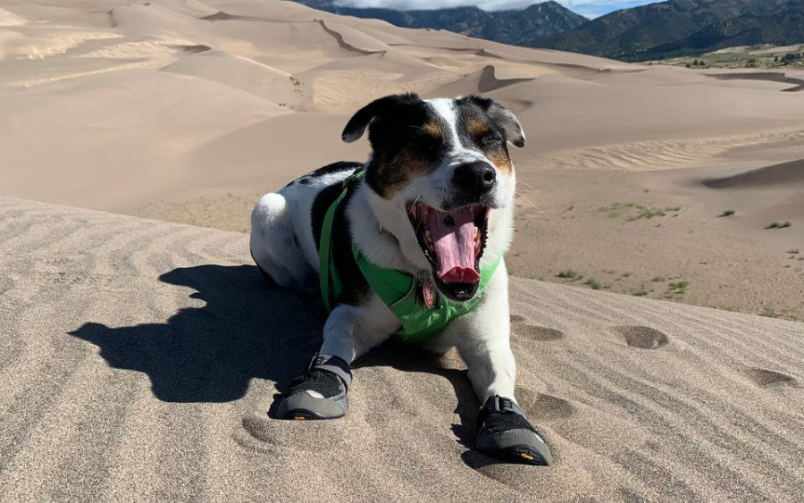 Blog Sept 2025 Dog in green harness yawning on sand dunes with mountains in the background