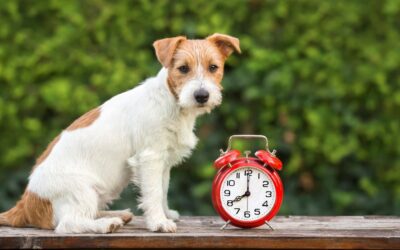 Can Pets Tell Time? The Science Behind Animal Time Perception