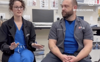More Than a Cleaning: How Firehouse Approaches Pet Dental Care